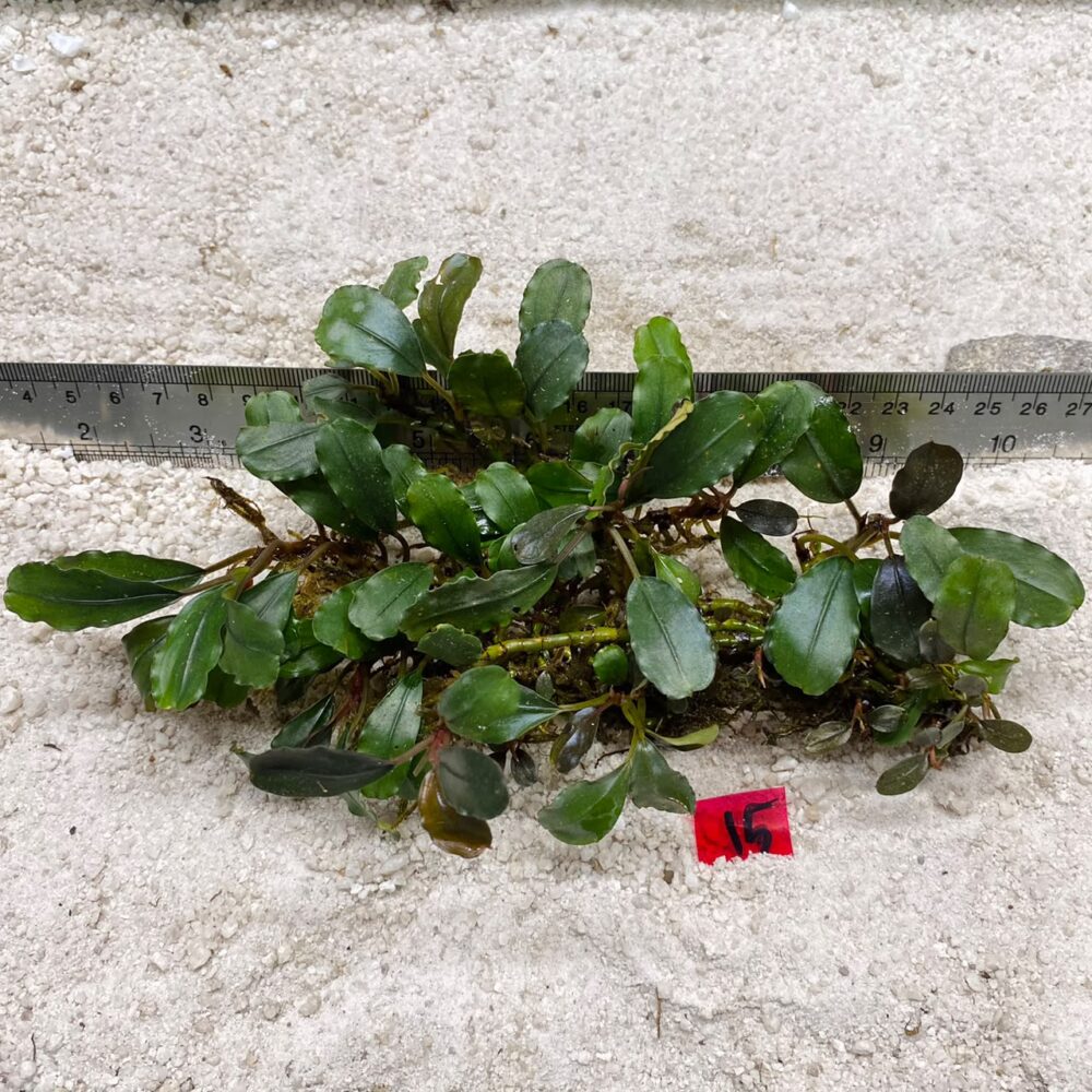 Bucephalandra Wavy Green 15