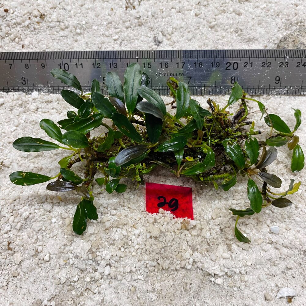 Bucephalandra Bronze Slim 29