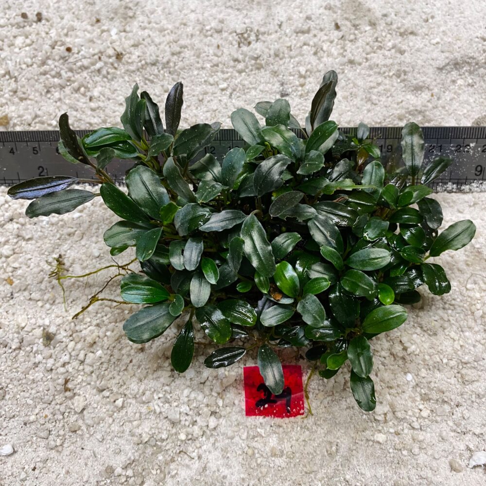Bucephalandra Midnight Jade 24