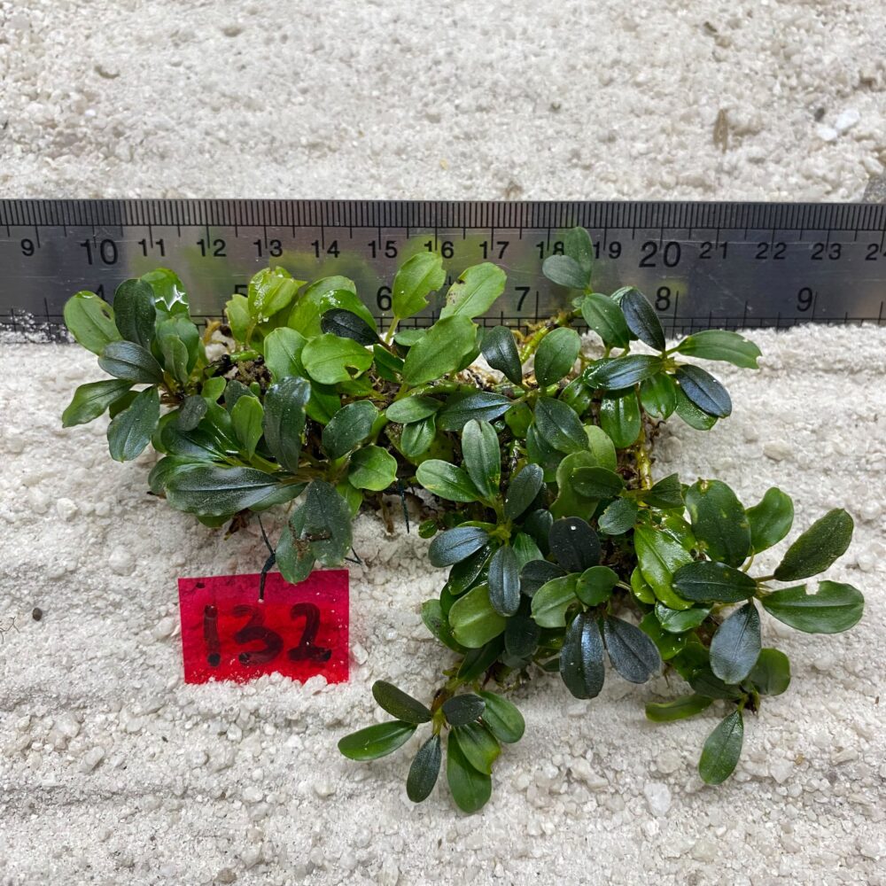 Bucephalandra Almond Tael 132