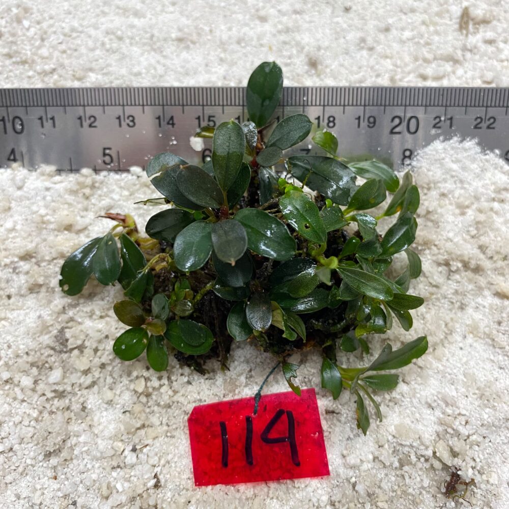 Bucephalandra Apple Leaf 114