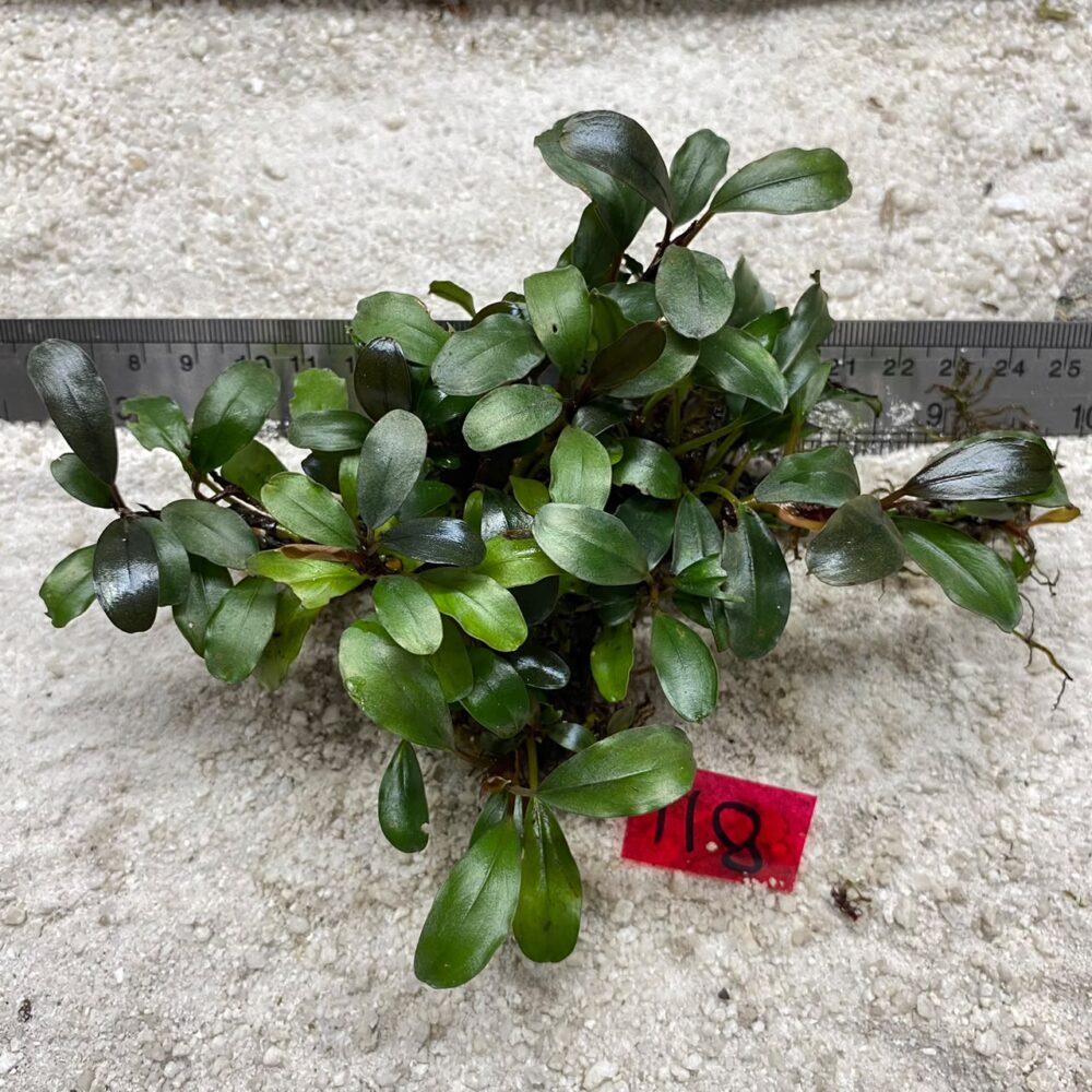 Bucephalandra Apple Leaf 118