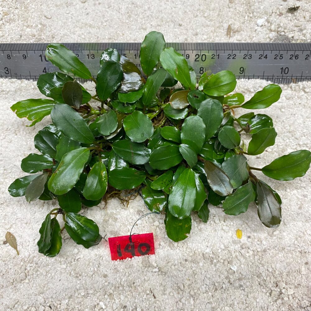 Bucephlandra Broad Wavy 140