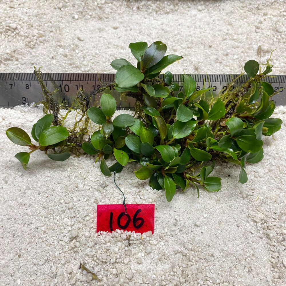 Bucephalandra Brownie Apple Leaf 106