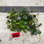 Brownie Apple Leaf 141