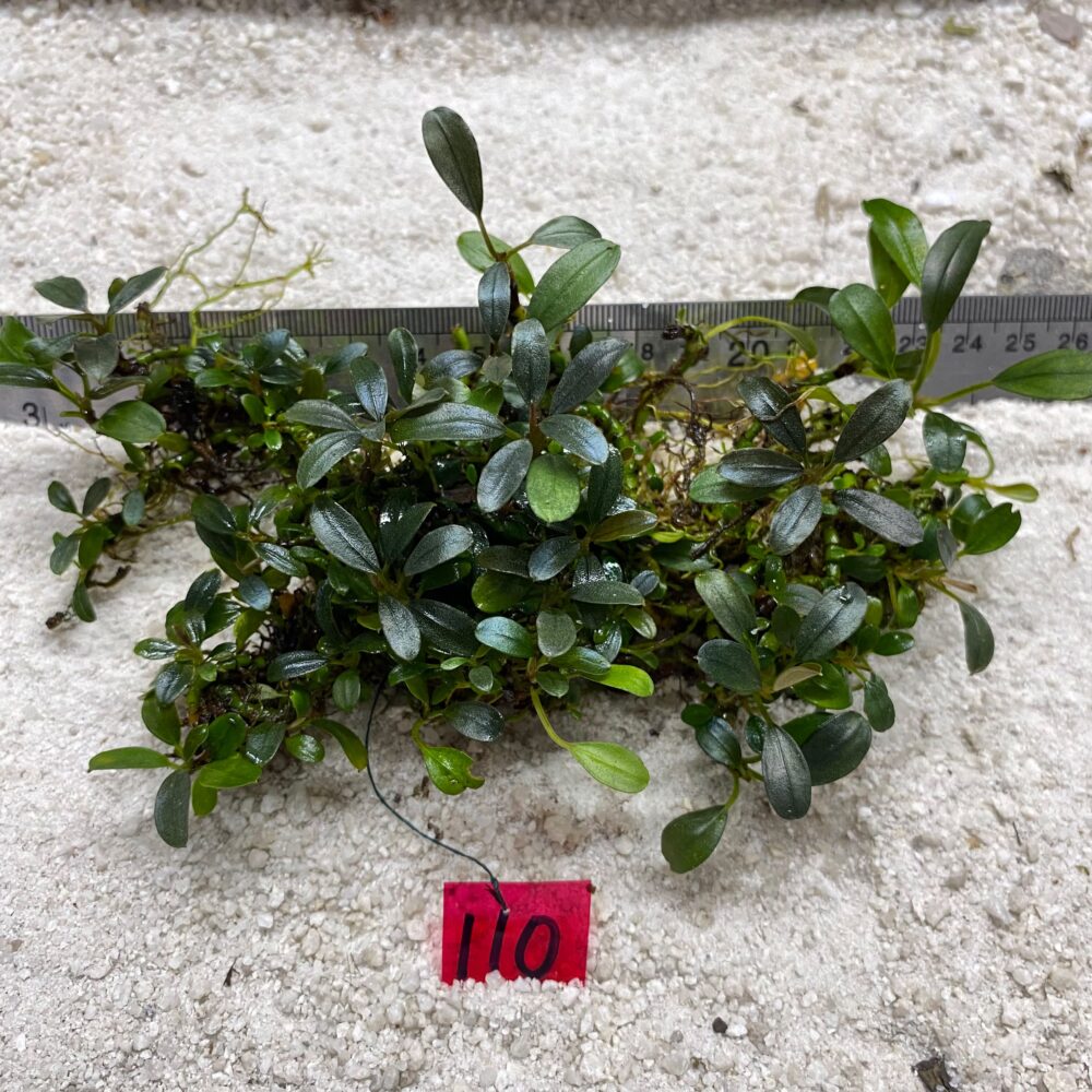 Bucephalandra Brownie Blue 110