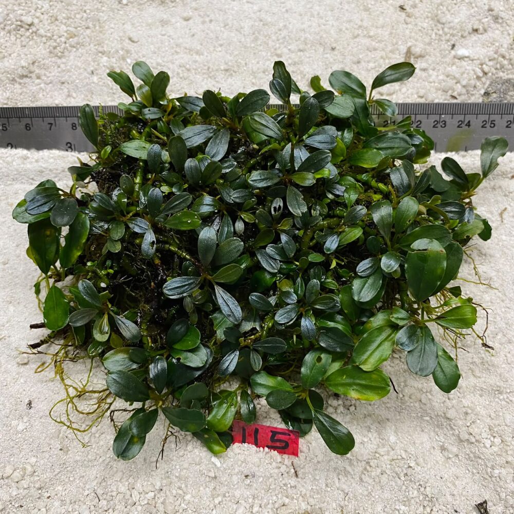 Bucephalandra Brownie Blue 115