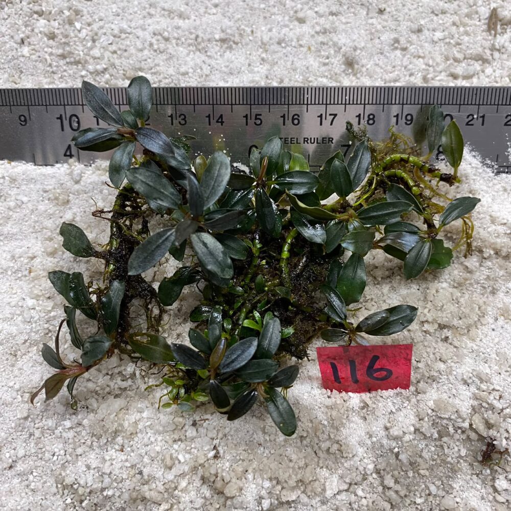 Bucephalandra Brownie Blue 116