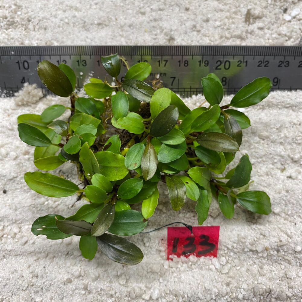 Bucephalandra Brownie Lime 133