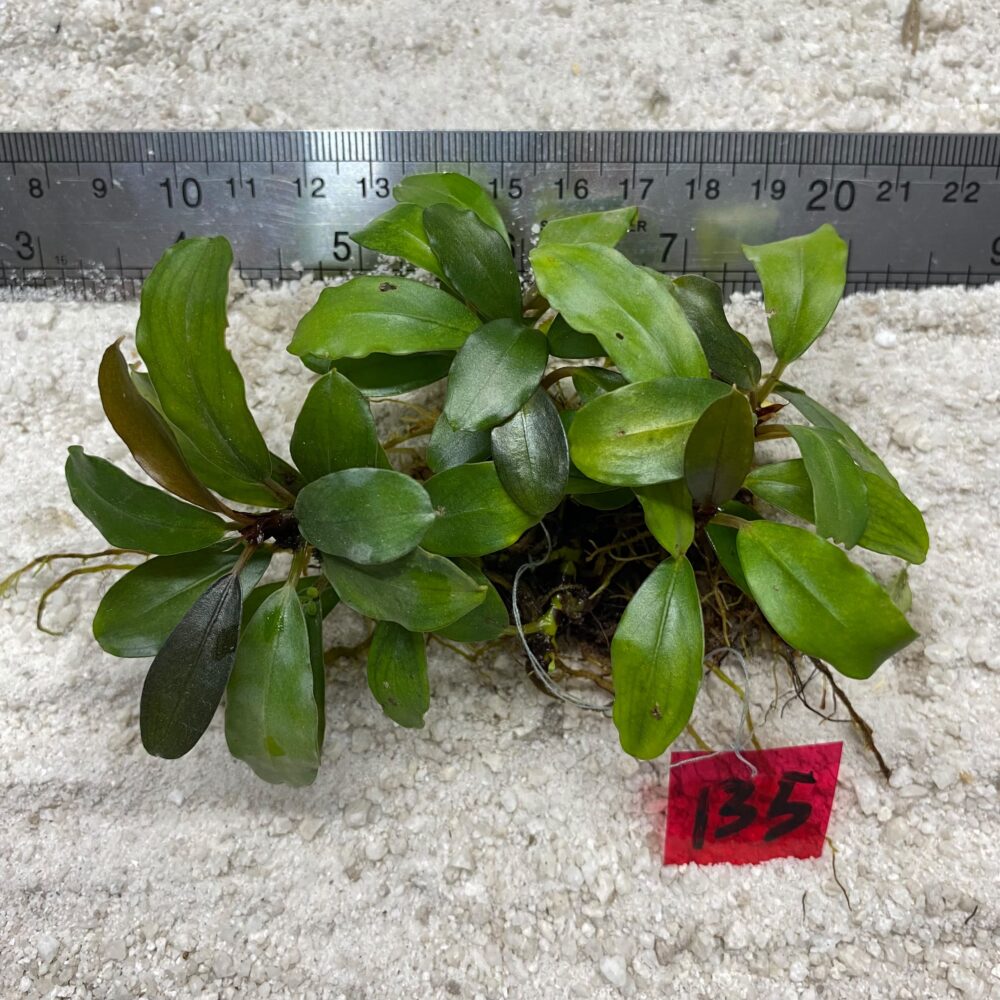Bucephlandra Brownie Lime Wavy 135