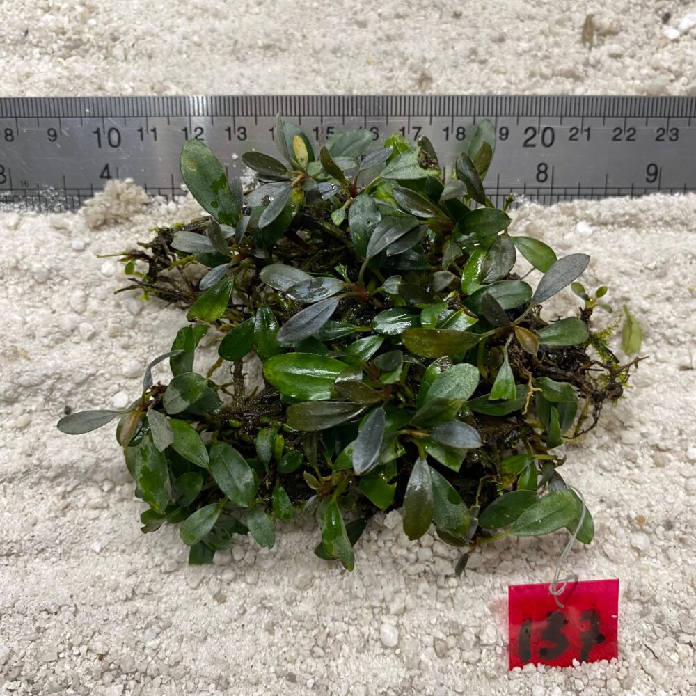 Bucephalandra Brownie Venus 137