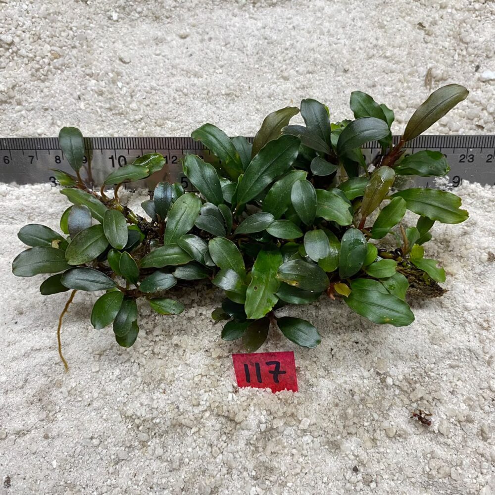 Bucephalandra Brownie Jade 117