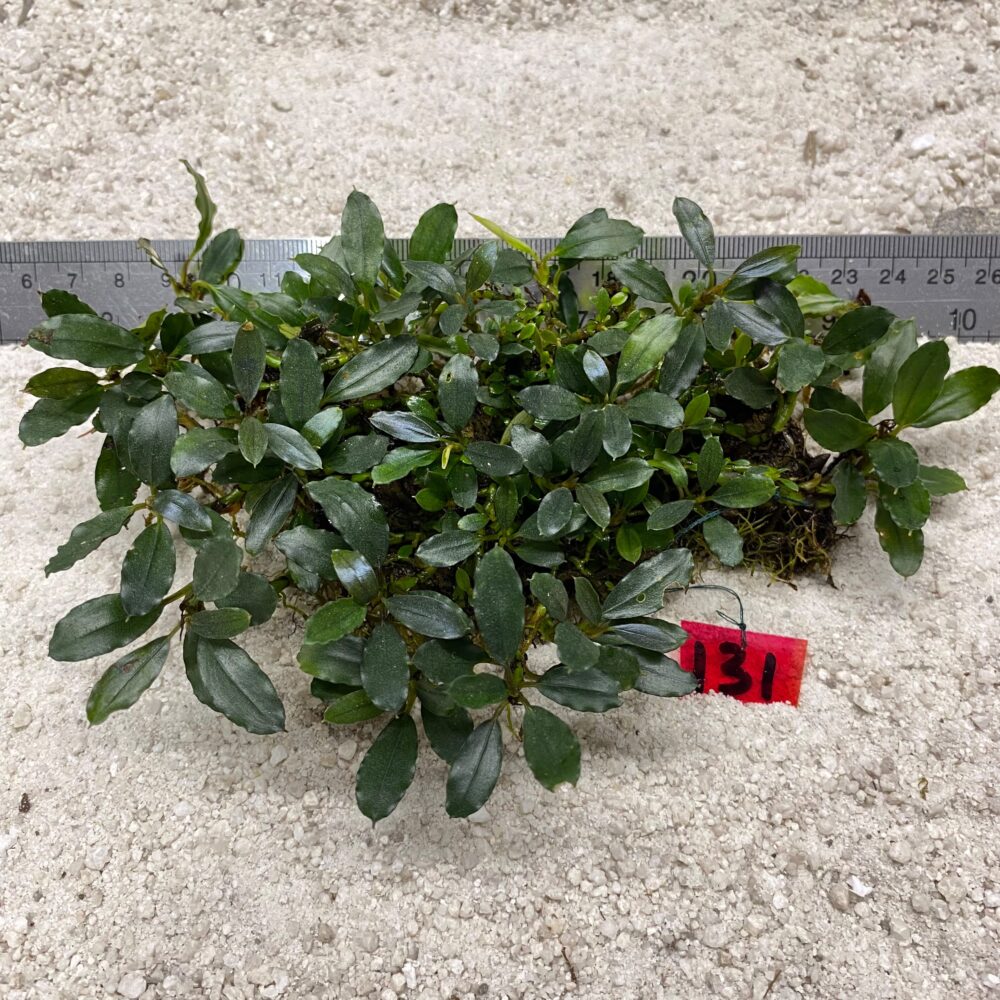 Bucephalandra Dark Green Needle 131