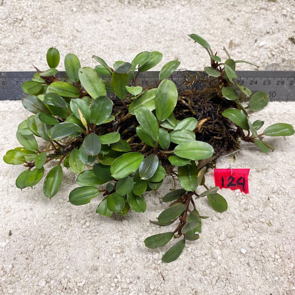 Bucephlandra Green Lime 124