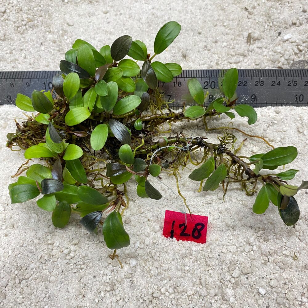 Bucephalandra Green Lime Jade 128