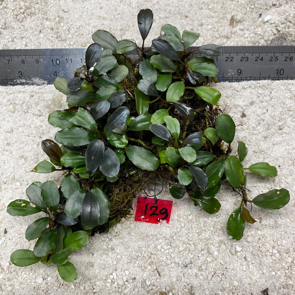 Bucephalandra Blue Venus 129