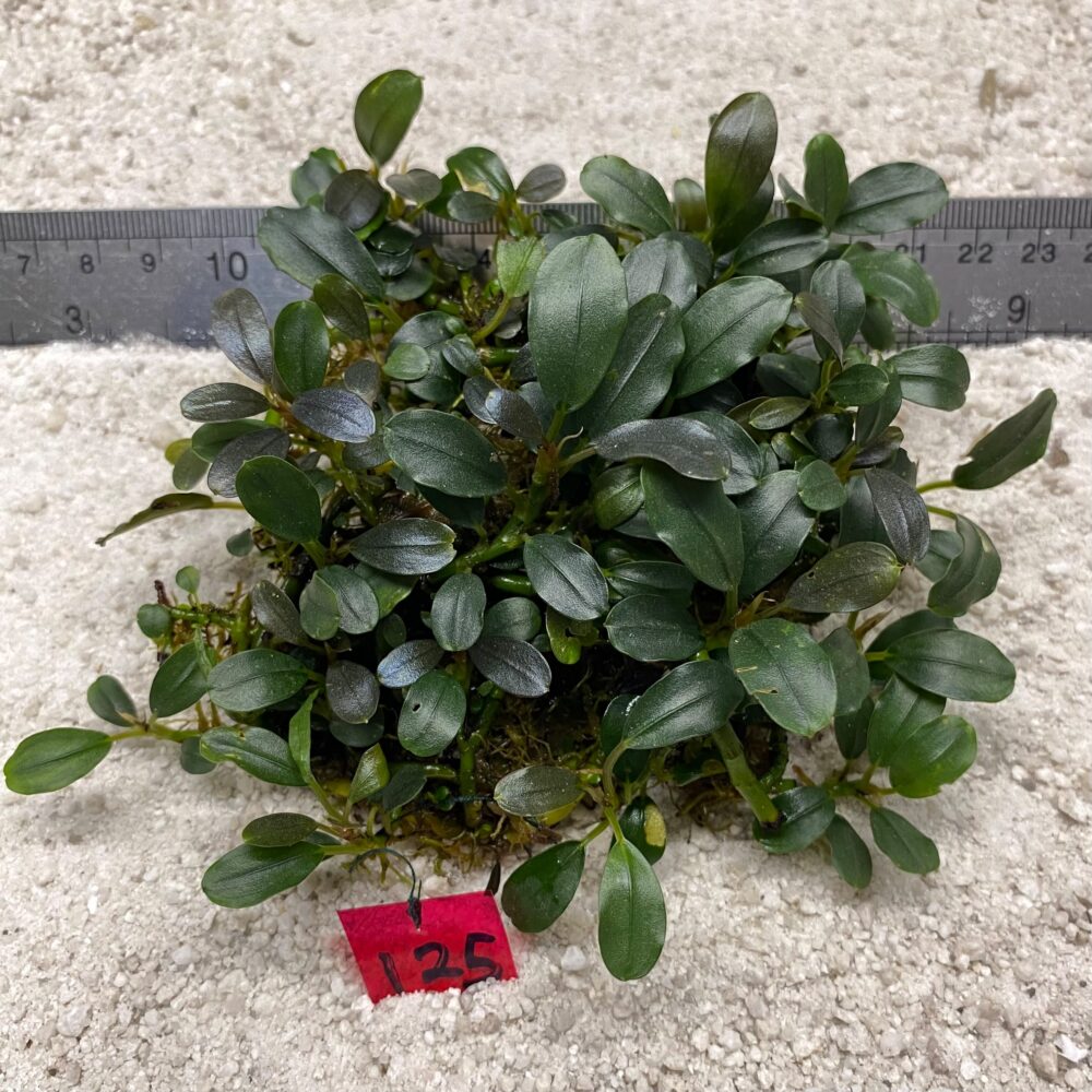Bucephlandra Dark Green Jade 125