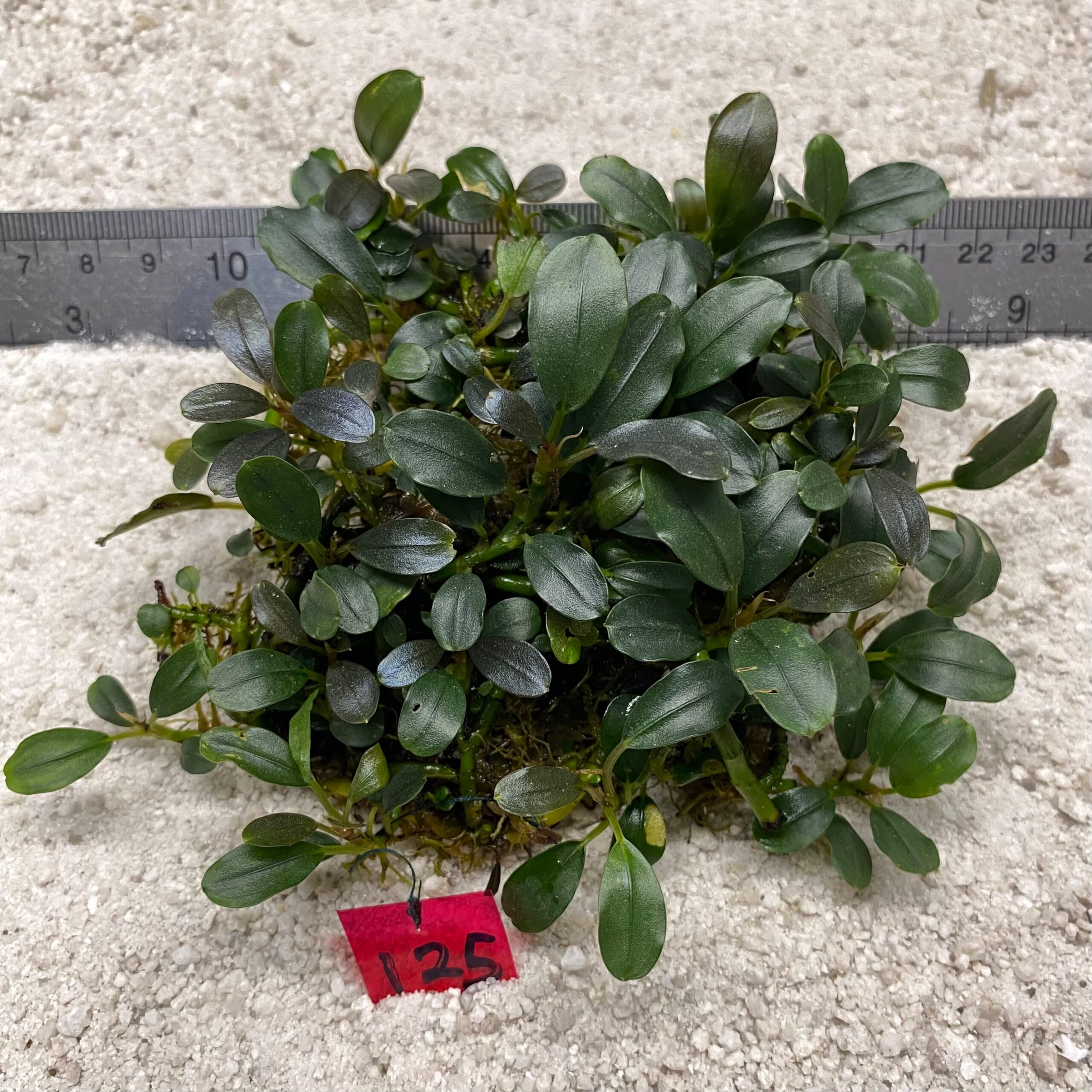 Bucephlandra Dark Green Jade 125