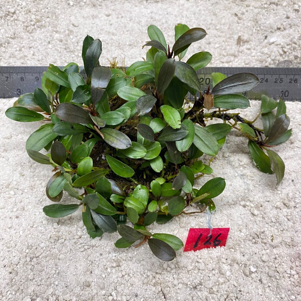 Bucephlandra Green Jade 126