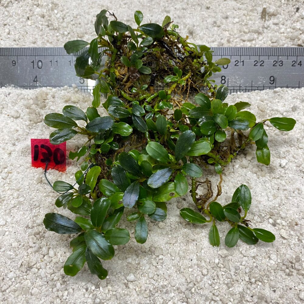 Bucephalandra Green Light 130