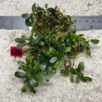 Bucephalandra Green Light 130
