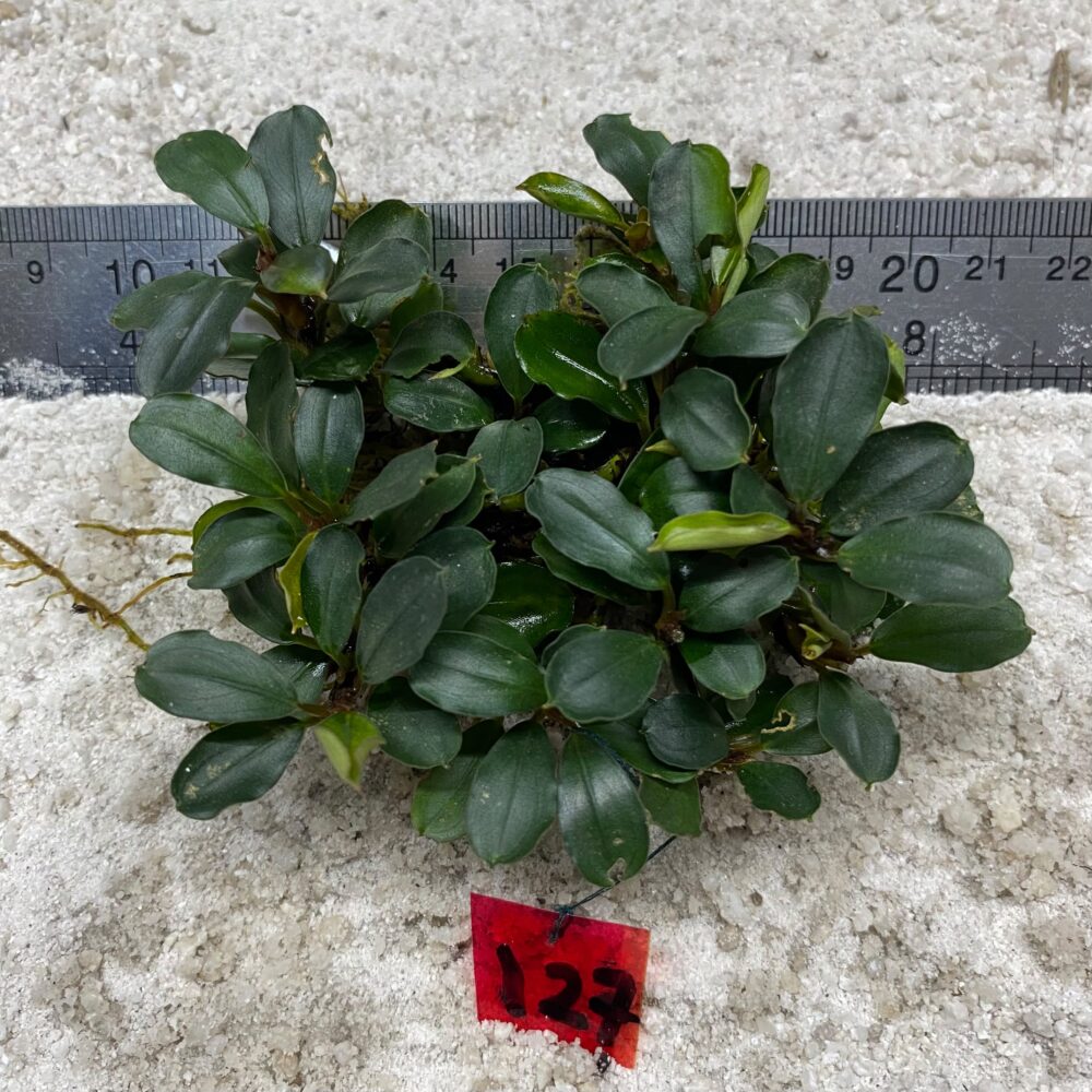 Bucephlandra Green Wavy 127