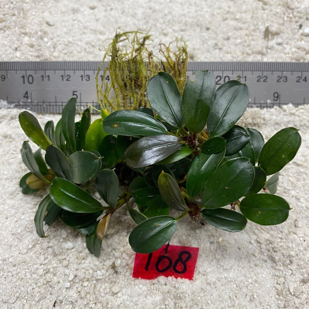 Bucephalandra Green Light 108