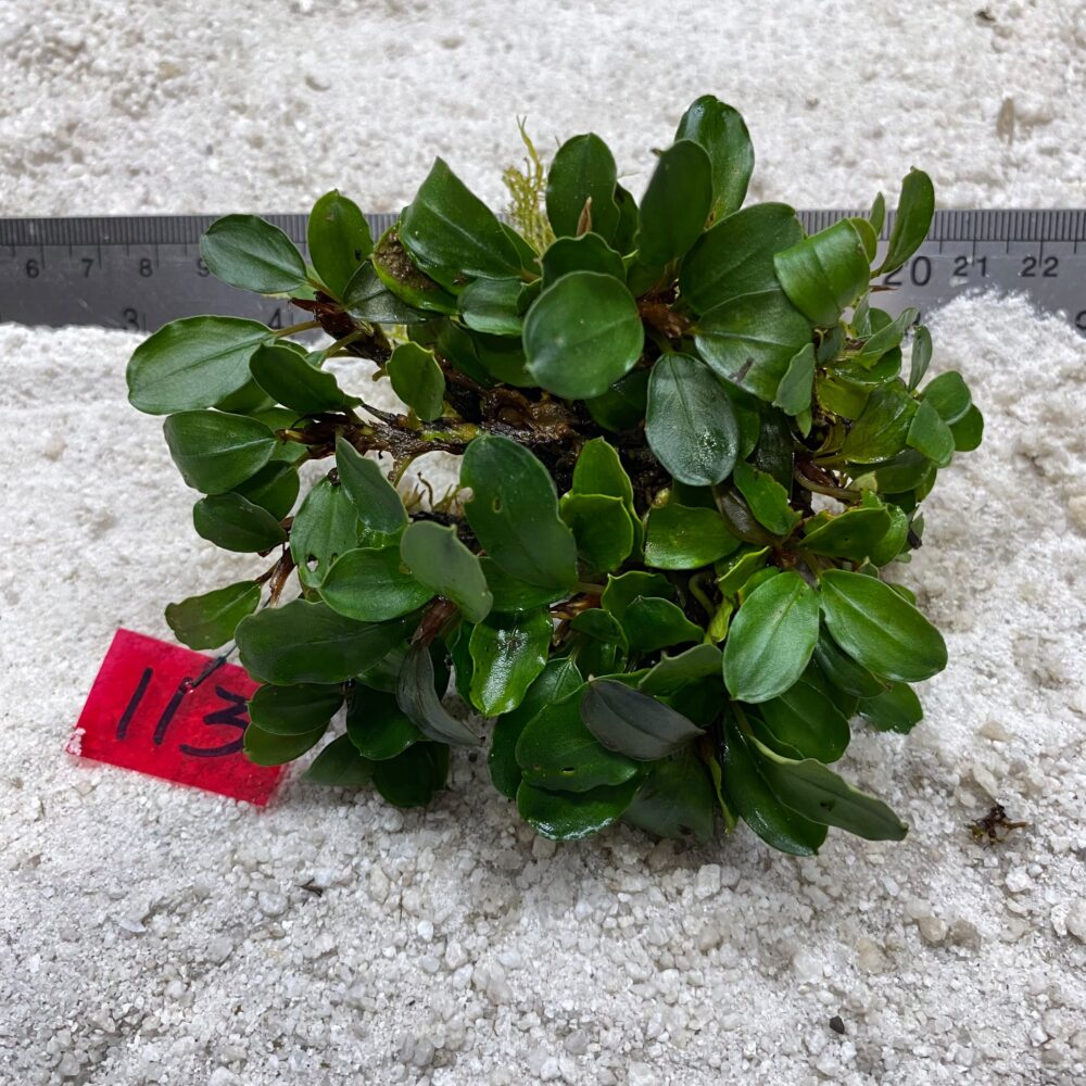 Bucephalandra Green Wavy 113