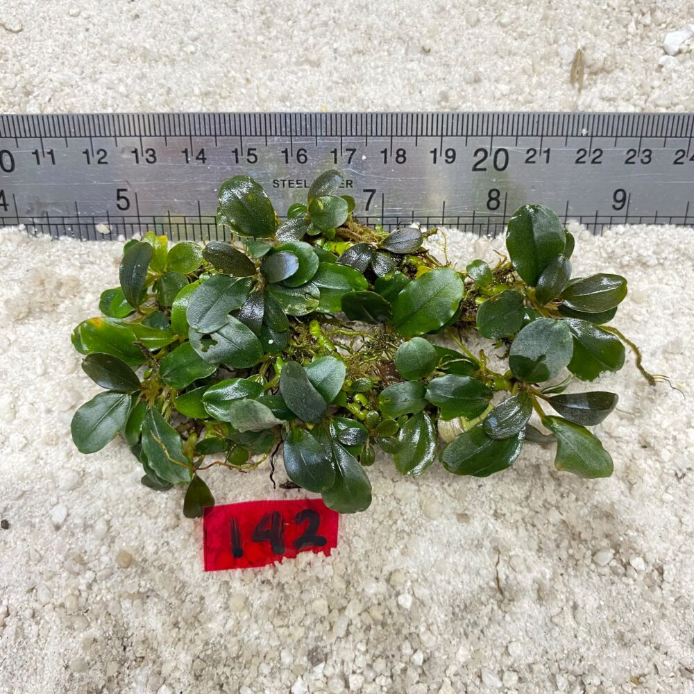 Bucephalandra Apple Leaf 142