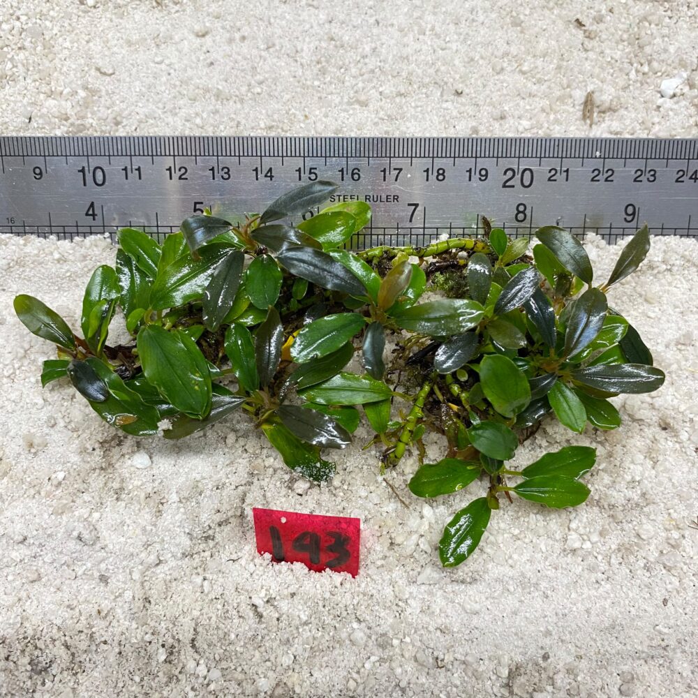 Bucephalandra Brownie Blue 143