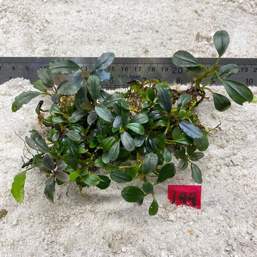 Bucephalandra Almond Teal 144