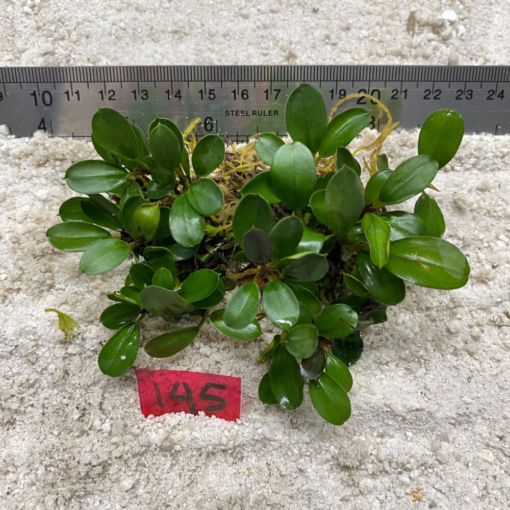 Bucephalandra Apple Leaf 145