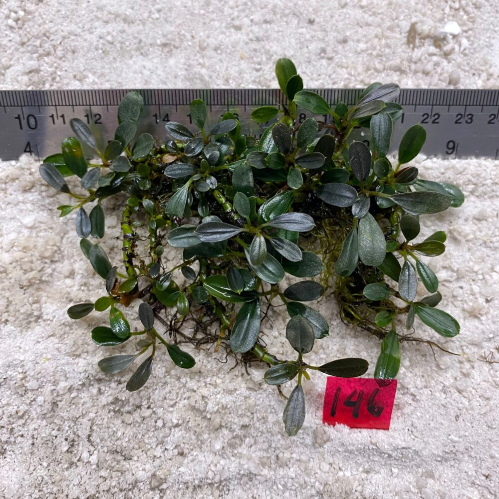 Bucephalandra Almond Teal 146