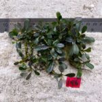 Bucephalandra Almond Teal 146
