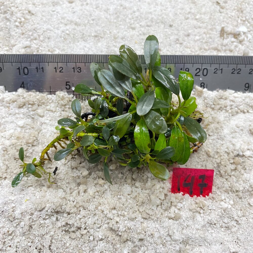 Bucephalandra Almond Teal 147