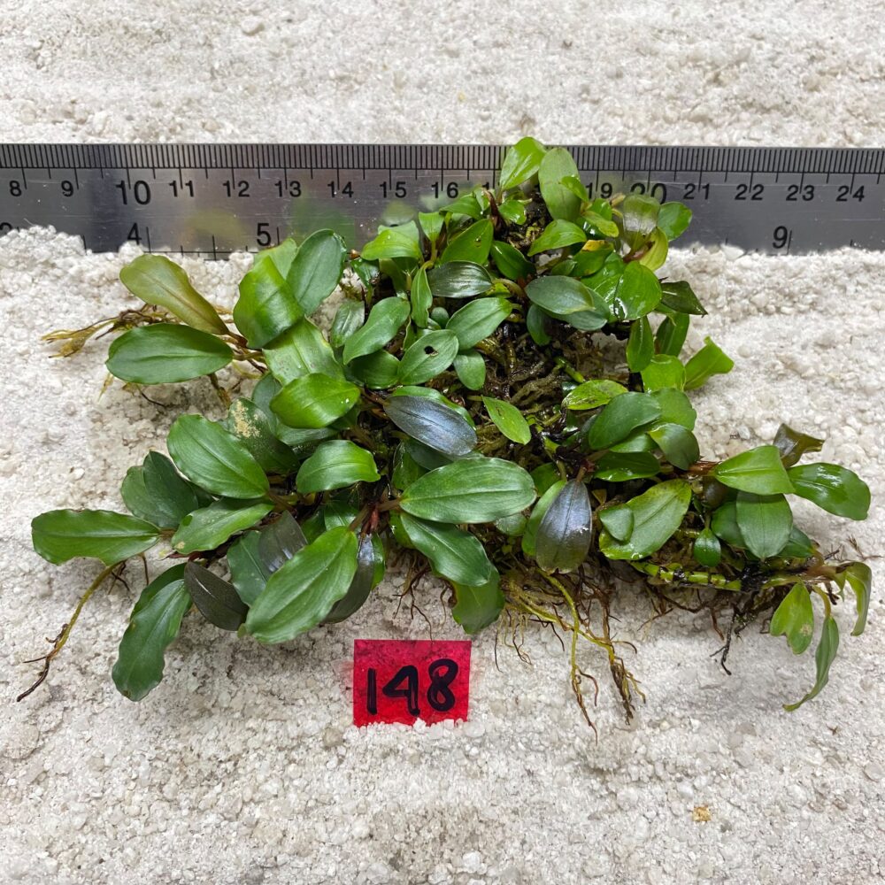 Bucephalandra Brownie Green 148
