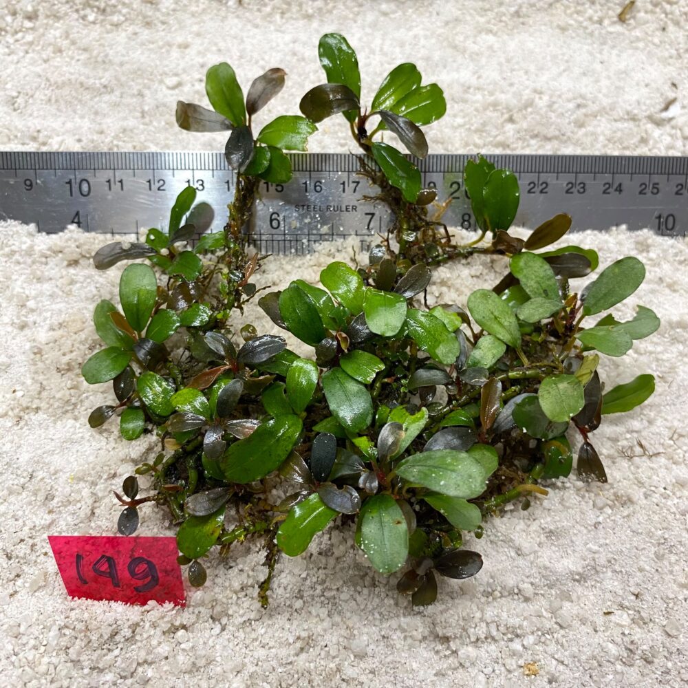 Bucephalandra Brownie Blue 148