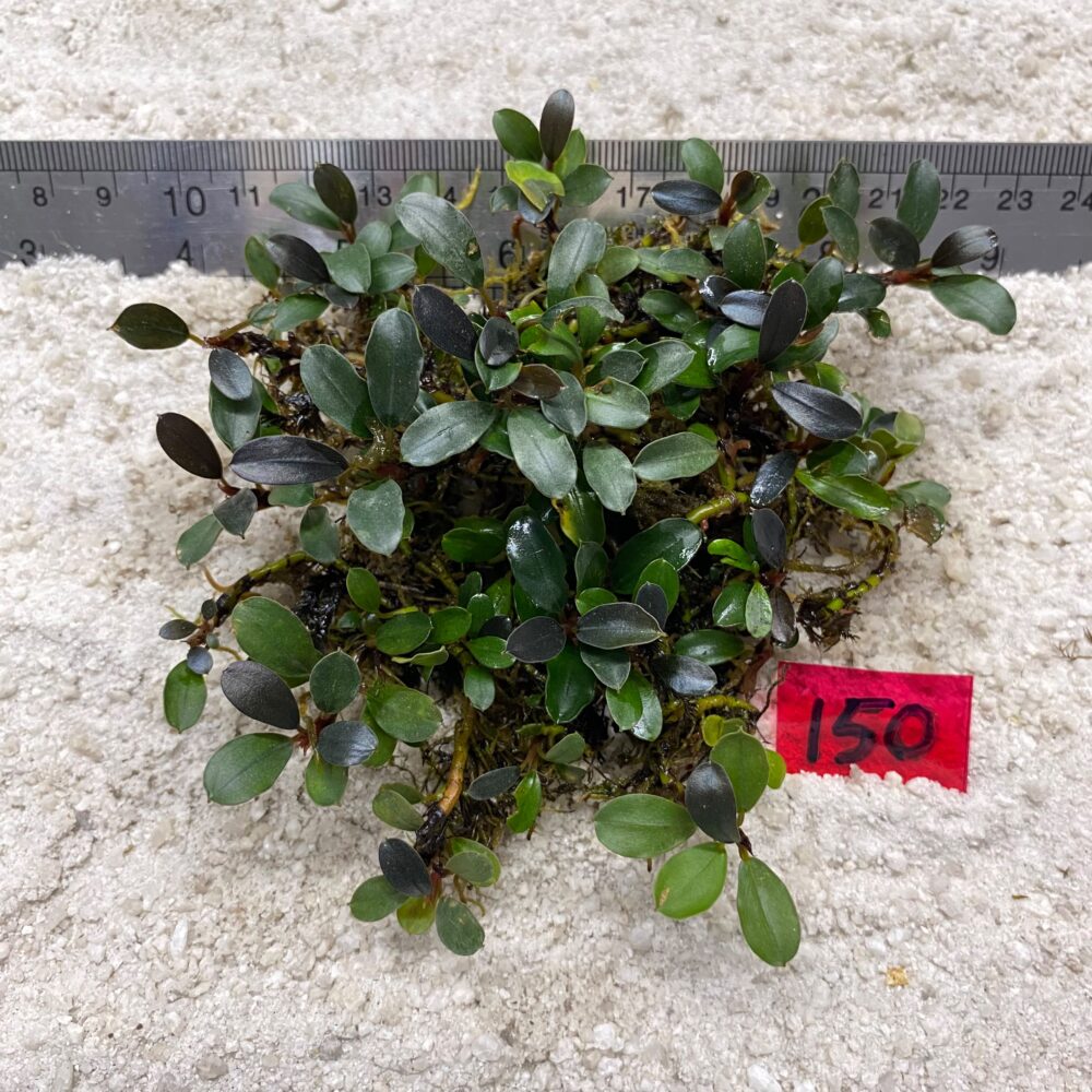 Bucephalandra Brownie Blue 150