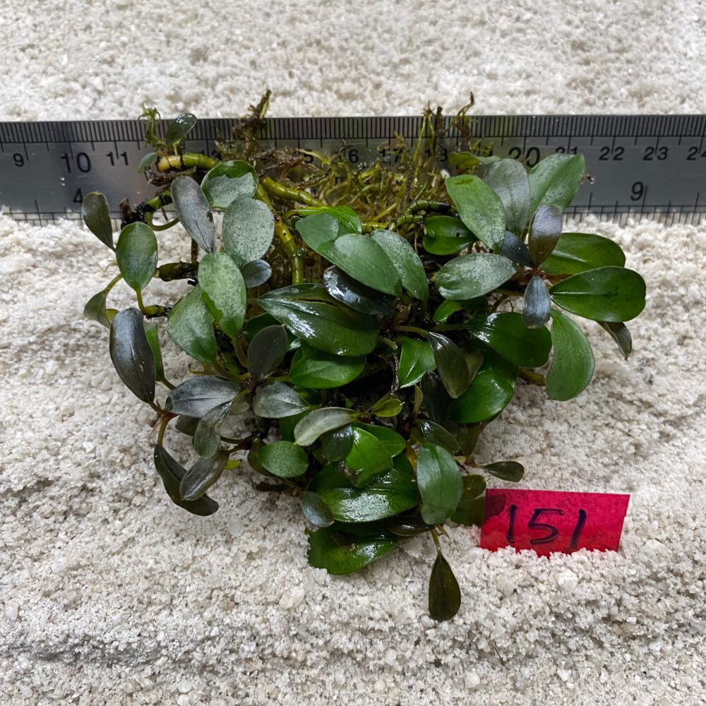 Bucephalandra Brownie Blue 151