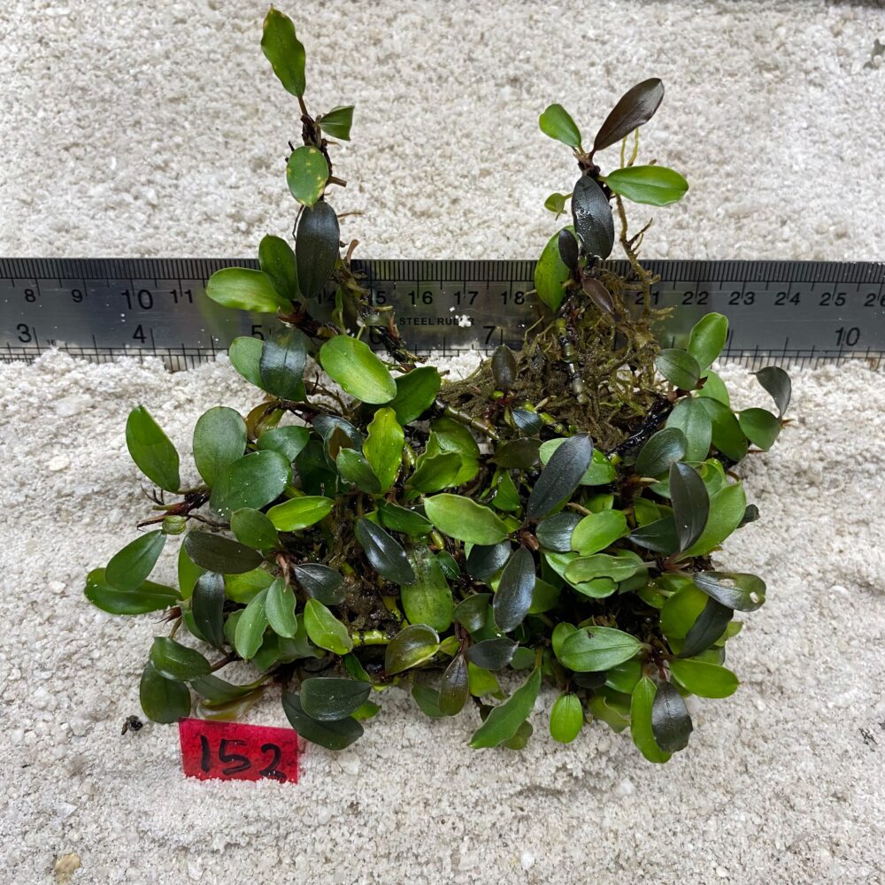 Bucephalandra Brownie Blue 152