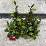 Bucephalandra Brownie Blue 152