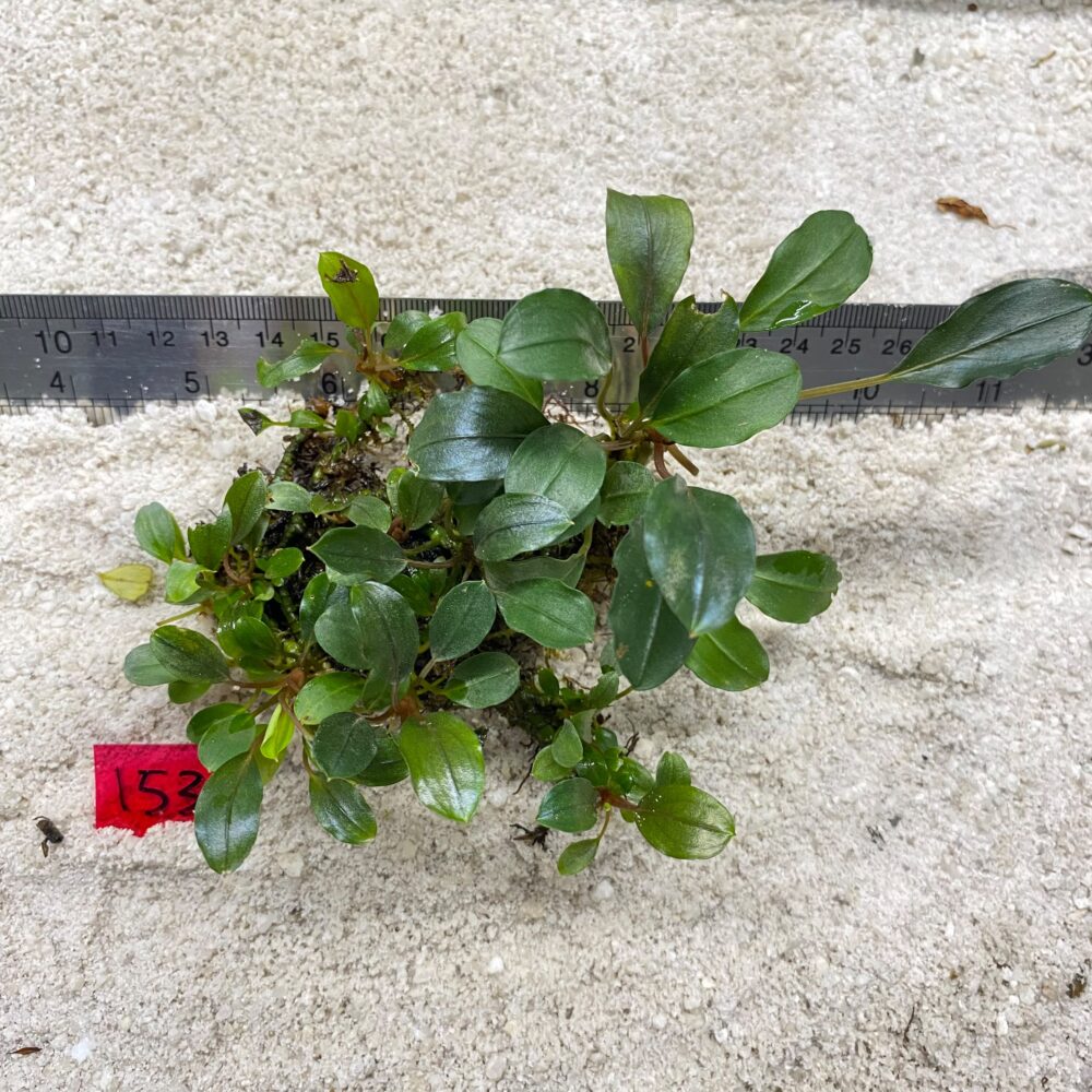 Bucephalandra Brownie Green 153