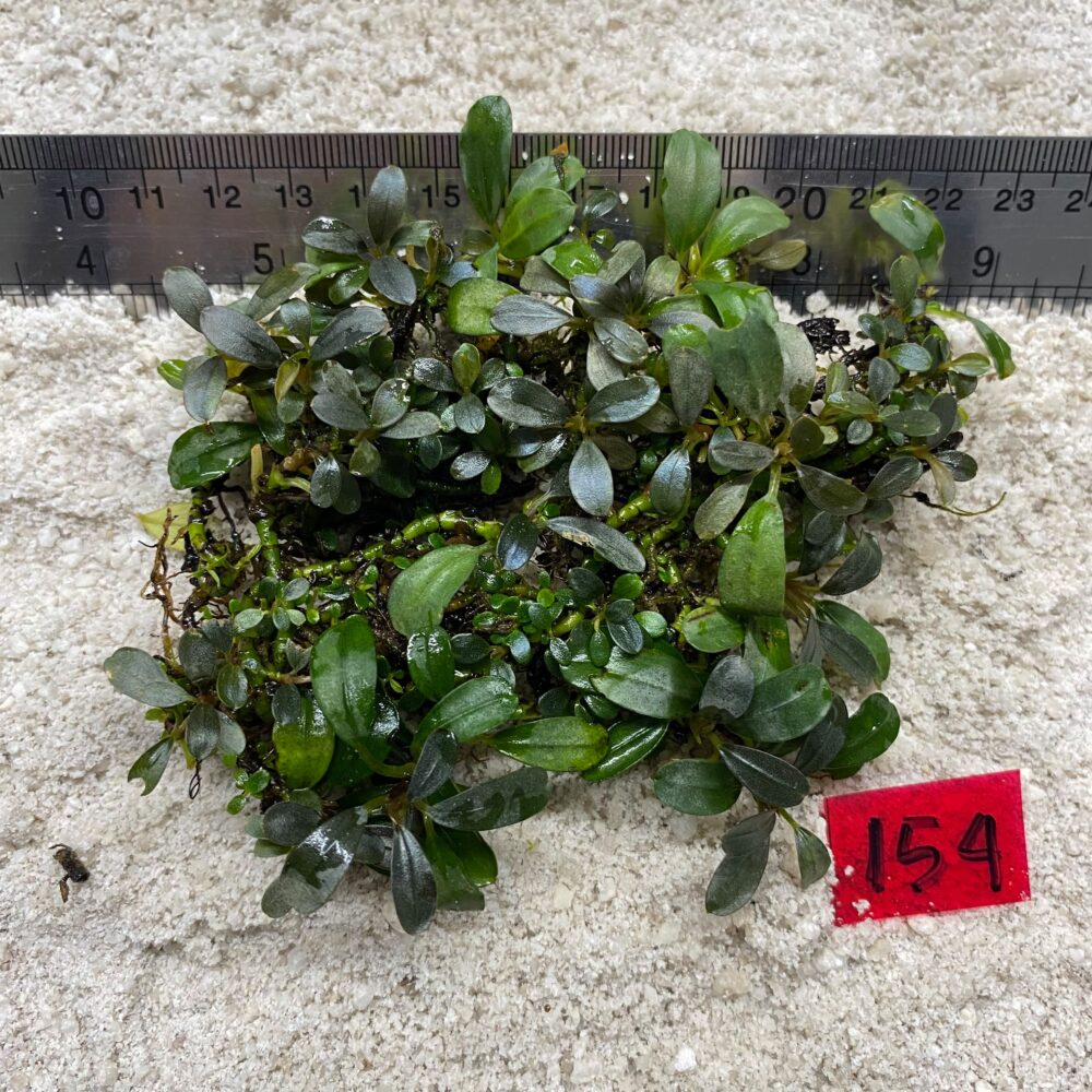 Bucephalandra Almond Teal 154