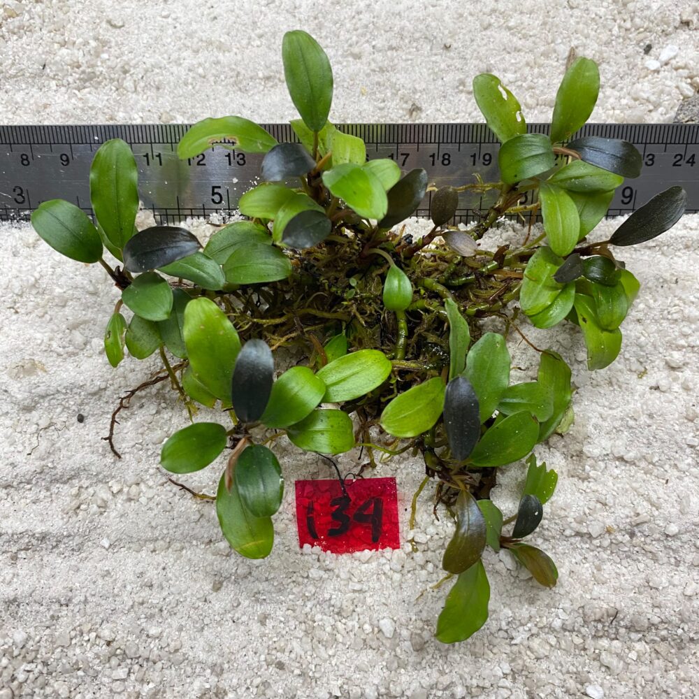Bucephalandra Brownie Green 134
