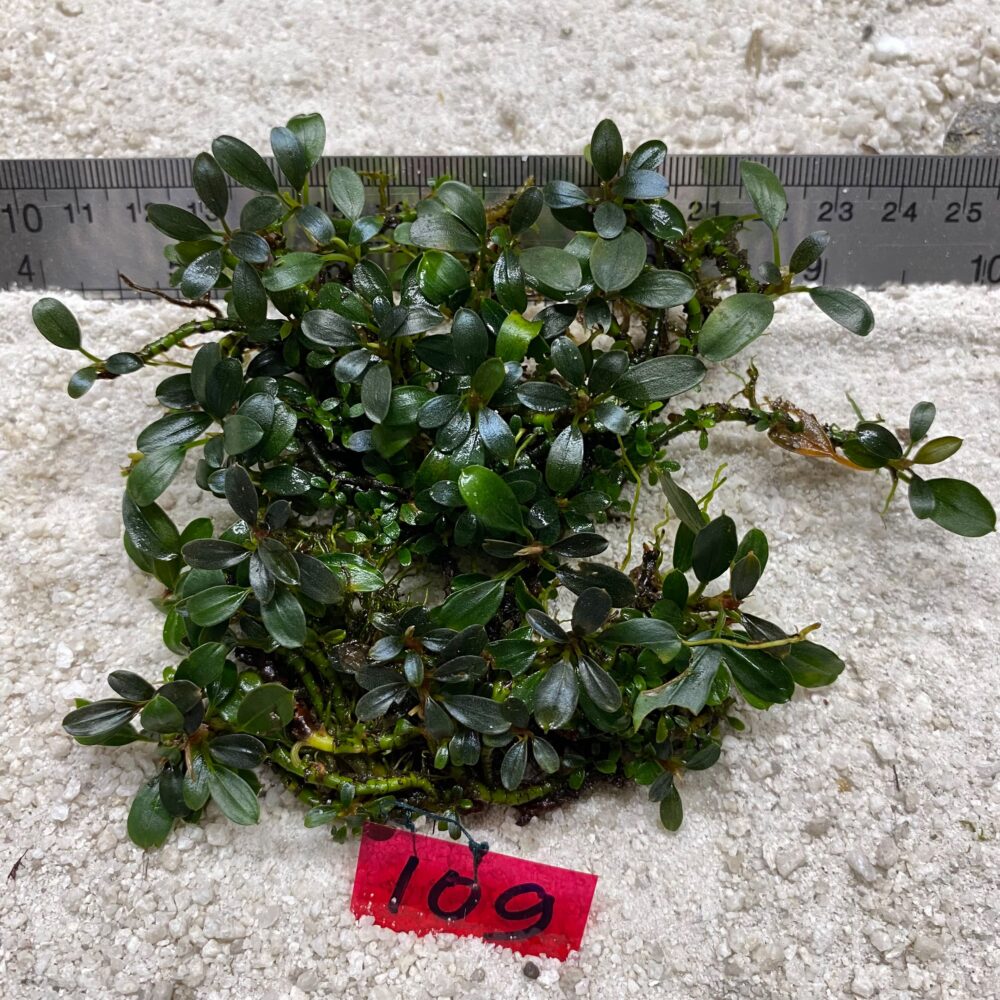 Bucephalandra Midnight Green 109