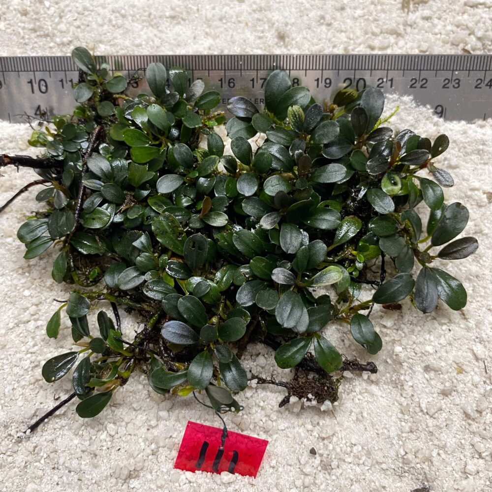 Bucephalandra Midnight Jade 111