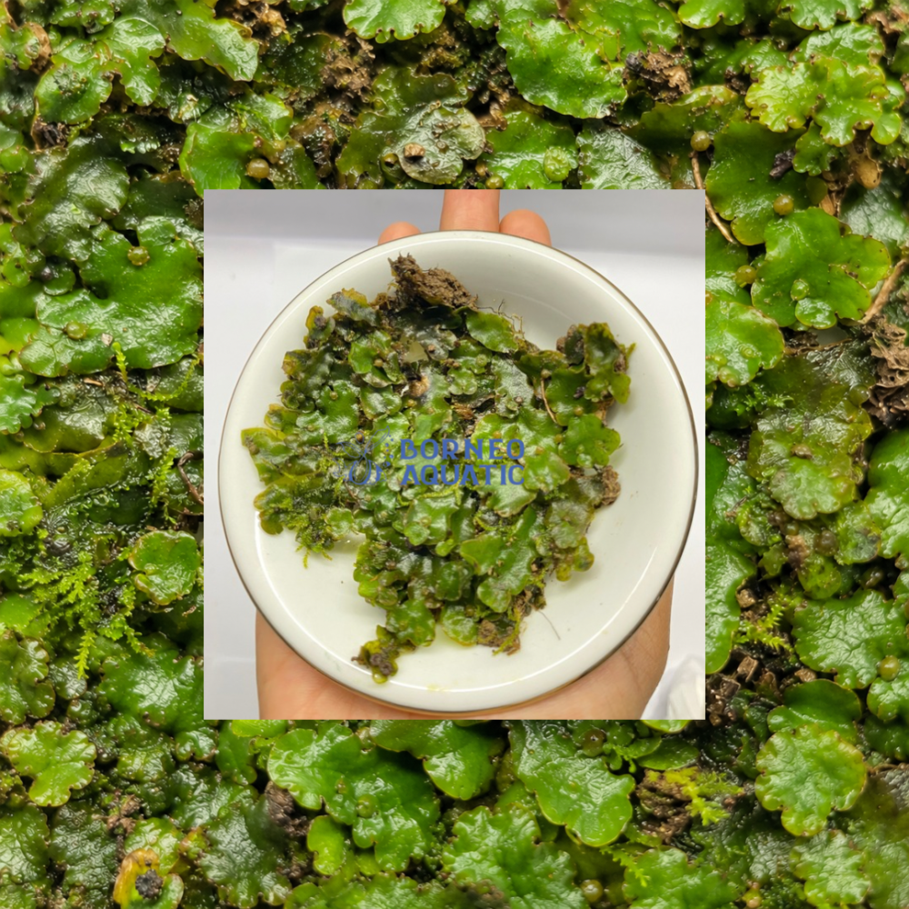 Moss Liverworts