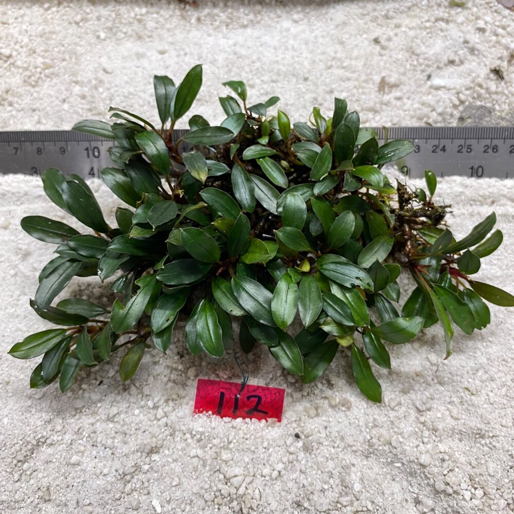 Bucephalandra Royal Brownie 112