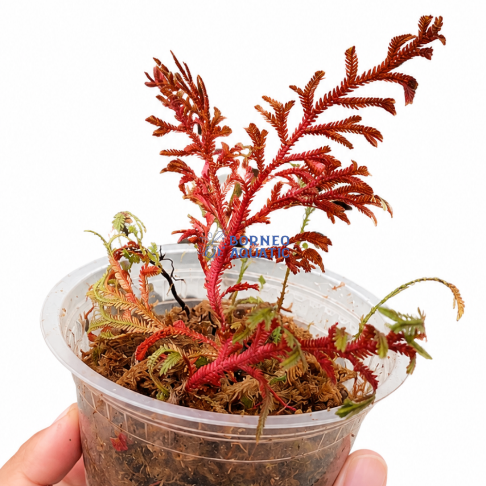 Selaginella Erythropus Red Ruby