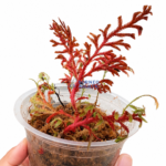 Selaginella Erythropus Red Ruby